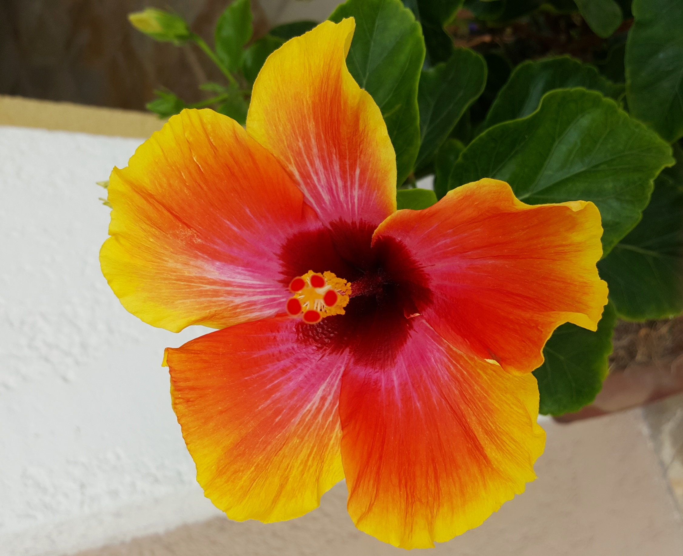 Hibiscus red/yellow